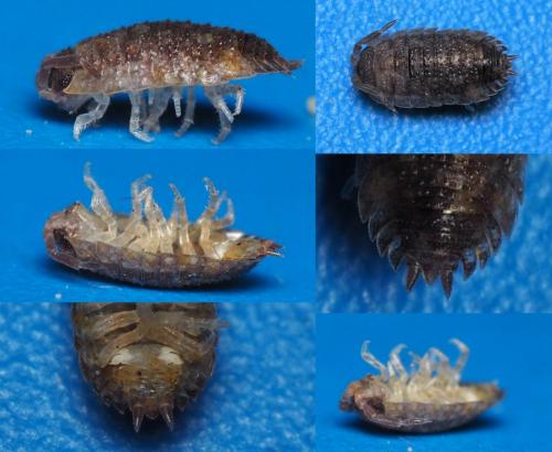 Porcellio scaber